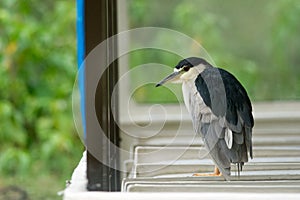 Black-crowned Night-heron