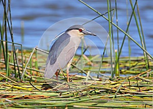 Black-crowned Night Heron