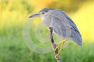 Black-crowned Night Heron