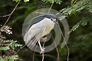 Black-crowned night heron photo