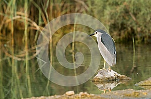 Black-crowned Night Heron