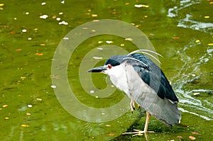 Black-crowned Night Heron