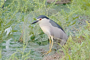 Black-Crowned Night-Heron