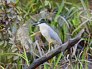 Black crowned night heron