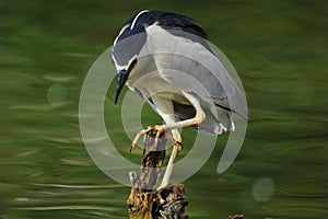 Black-Crowned Night Heron