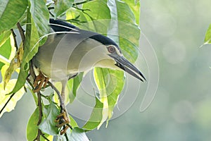 Black-crowned night heron