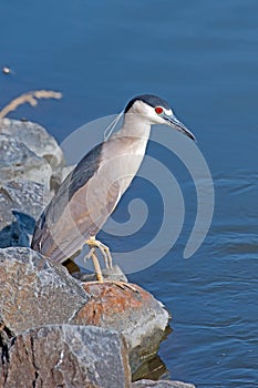 Black-crowned Night Heron