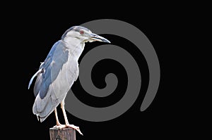 Black-crowned Night-Heron