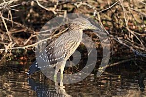 Black crowned night heron