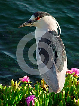 Black-Crowned Night Heron