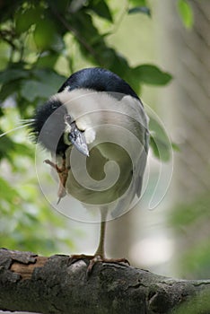 Black-crowned Night Heron