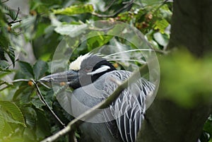 Black-crowned Night Heron