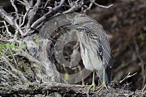 Black-crowned night-heron