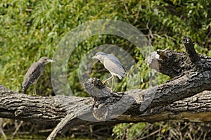 Black-crowned night-heron