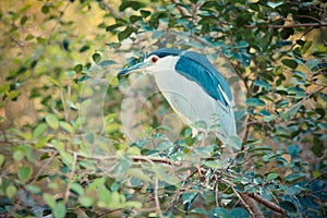 Black-crowned Night-Heron