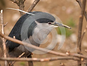 Black-crowned night-heron