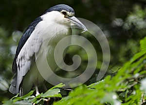 Black-crowned night-heron