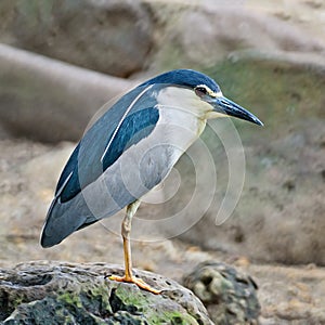 Black-crowned Night Heron