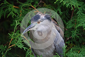 Black-crowned night heron