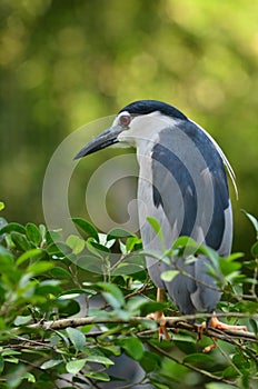 Black-crowned night heron