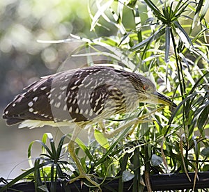 Black-Crowned Night-Heron