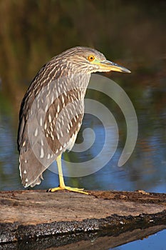 Black-crowned Night-Heron