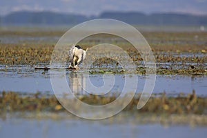 Black Crowned Night Heron