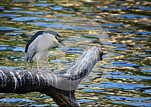 Black-crowned night heron