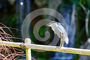 Black-crowned night heron