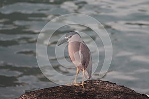 Black-Crowned Night Heron