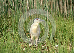 Black crowned night heron