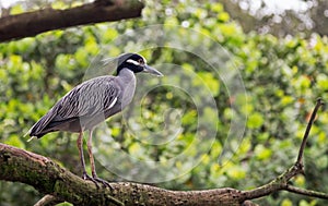 Black Crowned Night Heron