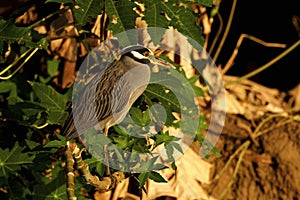 Black-crowned Night-Heron  841203