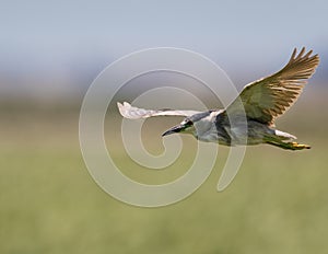 Black-crowned Night-Heron