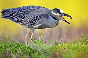 Black-crowned night heron