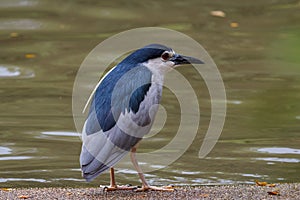 Black-crowned night heron