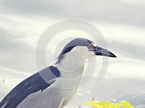 Black-crowned Night-Heron