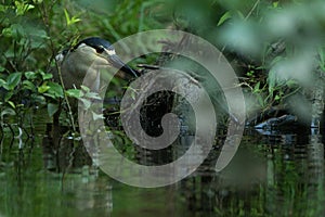 Black crowned night heron