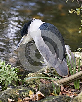 Black crowned Night-heron bird stock photo.  Black crowned Night-heron adult bird closeup profile view water and foliage