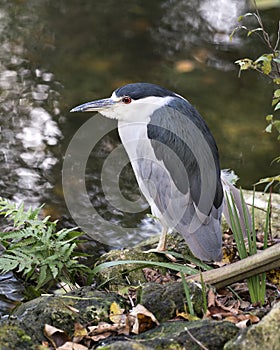 Black crowned Night-heron bird stock photo.  Black crowned Night-heron adult bird closeup profile view water and foliage