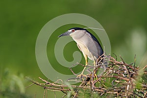 Black-crowned Night Heron