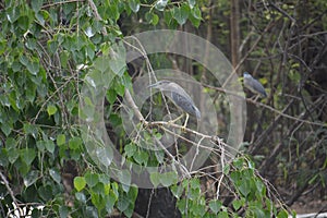 Black crowned night heron bird