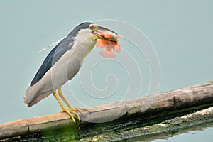 Black-crowned Night-Heron Bird