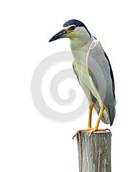 Black-crowned Night-Heron Bird