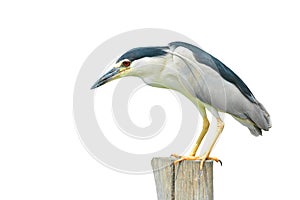 Black-crowned Night-Heron Bird