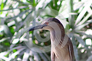 Black-crowned night heron bird closeup