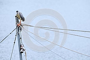 Black-crowned night heron, bird, nature, animals