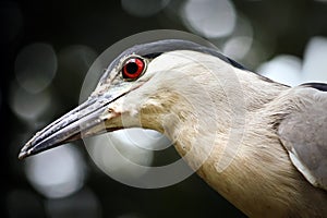 Black-crowned night heron bird Nycticorax nycticorax close up detail head photo