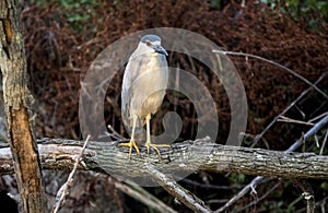 Black Crowned Night Heron bird, Pickney Island National Wildlife Refuge