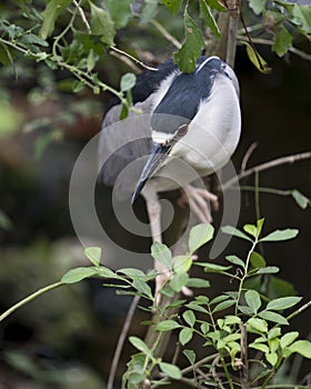 Black crowned Night-heron bird Stock Photos. Black crowned Night-heron adult bird. Close-up profile view. Perched. Blur background